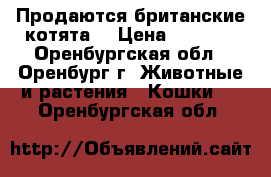 Продаются британские котята  › Цена ­ 3 000 - Оренбургская обл., Оренбург г. Животные и растения » Кошки   . Оренбургская обл.